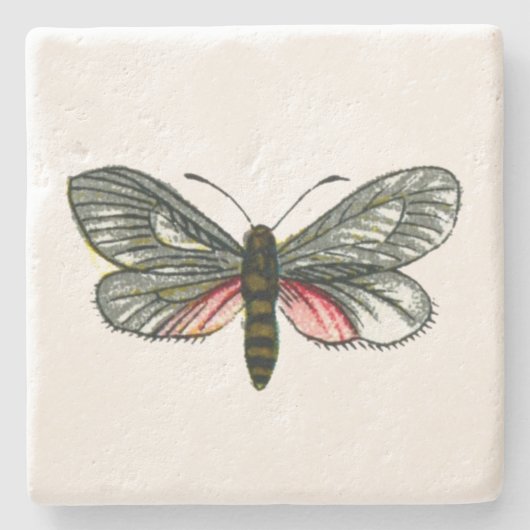 Aglaope infausta - Almond-Tree Leaf Skeletonizer Steinuntersetzer (Vorderseite)