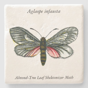 Aglaope infausta - Almond-Tree Leaf Skeletonizer Steinuntersetzer