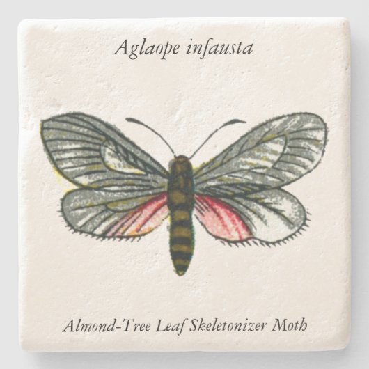 Aglaope infausta - Almond-Tree Leaf Skeletonizer Steinuntersetzer (Vorderseite)