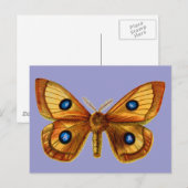 Aglia Tau männlich Postkarte (Vorne/Hinten)