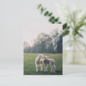 Agneaux Postkarte (Stehend Vorderseite)