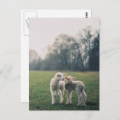 Agneaux Postkarte (Vorne/Hinten)