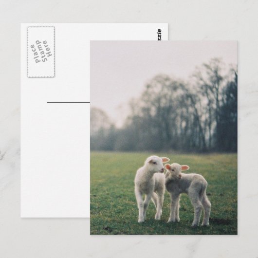 Agneaux Postkarte (Vorne/Hinten)