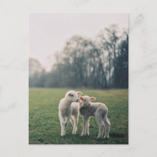 Agneaux Postkarte