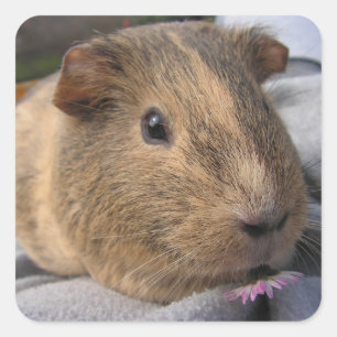 Agouti Guinea Schweinchen mit rosa Blume Quadratischer Aufkleber