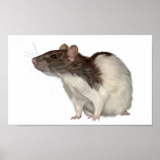 Agouti Hooded Rat Poster (Vorne)