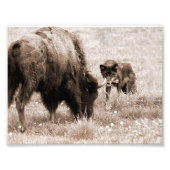 Agressiver Bison und schwarzer Wolf Fotodruck (Vorne)