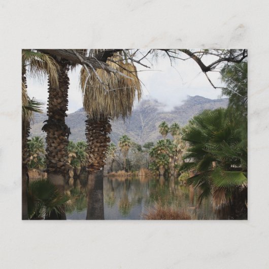 Agua Caliente Park Tucson Az Postkarte (Vorderseite)