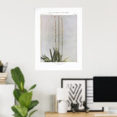 Ague oder Colicroot; Star Grass - Aletris farinosa Poster (Heimbüro)