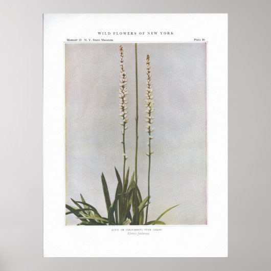 Ague oder Colicroot; Star Grass - Aletris farinosa Poster (Vorne)