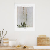 Ague oder Colicroot; Star Grass - Aletris farinosa Poster (Küche)