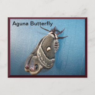 Aguna Butterfly Postcard Nr. 2 Postkarte