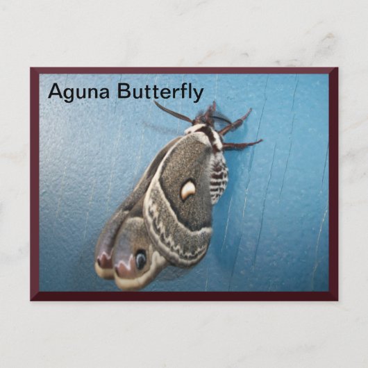 Aguna Butterfly Postcard Nr. 2 Postkarte (Vorderseite)