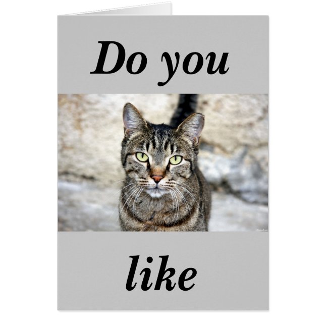 Ägypten Cat (Vorne)