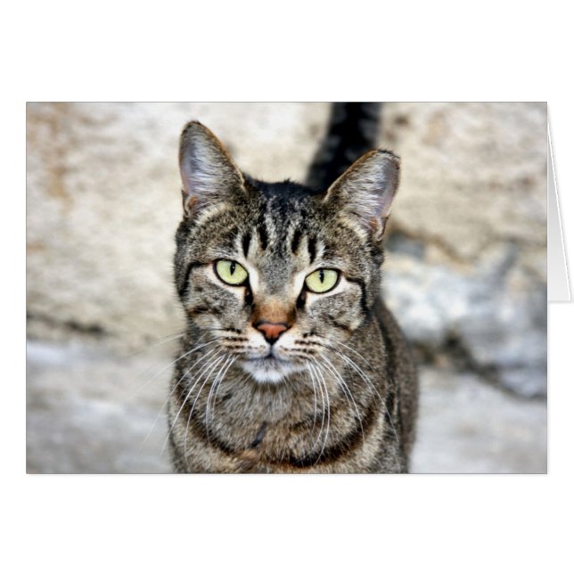 Ägypten Cat (Vorderseite (Horizontal))