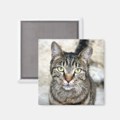 Ägypten Cat Magnet (Vorderseite/Rückseite)