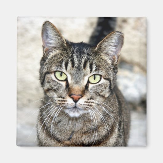 Ägypten Cat Magnet (Vorne)