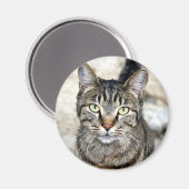 Ägypten Cat Magnet (Vorderseite/Rückseite)