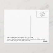 Ägypten Cat Postkarte (Rückseite)