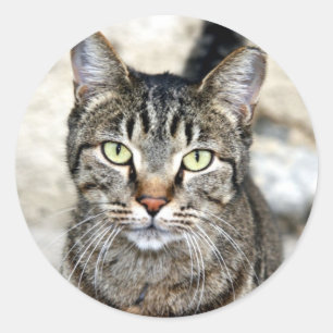 Ägypten Cat Runder Aufkleber