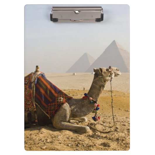 Ägypten, Kairo. Ein einsames Kamel Klemmbrett (Vorderseite)