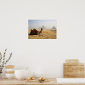 Ägypten, Kairo. Ein einsames Kamel Poster (Küche)