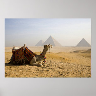 Ägypten, Kairo. Ein einsames Kamel Poster