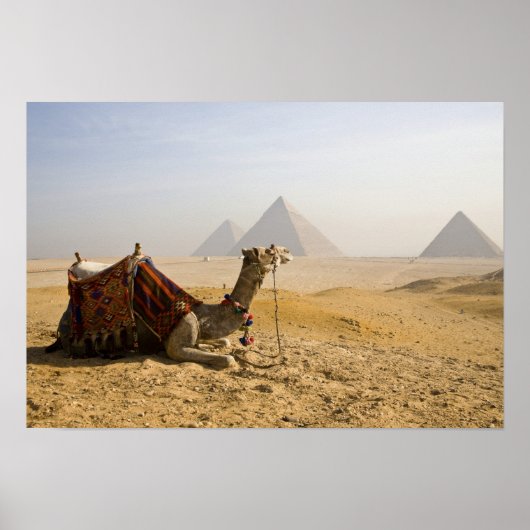 Ägypten, Kairo. Ein einsames Kamel Poster (Vorne)