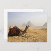 Ägypten, Kairo. Ein einsames Kamel Postkarte (Vorne/Hinten)