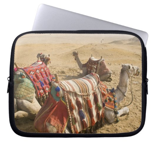 Ägypten, Kairo. Ruderkamele Laptopschutzhülle (Vorderseite)