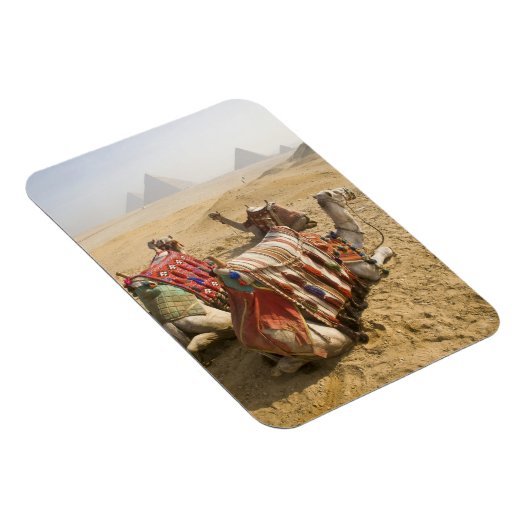 Ägypten, Kairo. Ruderkamele Magnet (Rechte Seite)