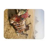 Ägypten, Kairo. Ruderkamele Magnet (Horizontal)