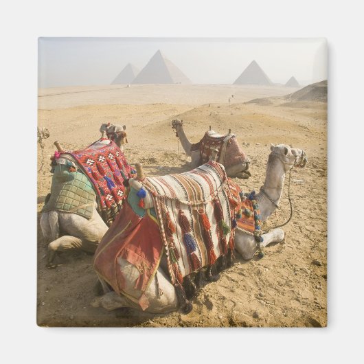 Ägypten, Kairo. Ruderkamele Magnet (Vorne)