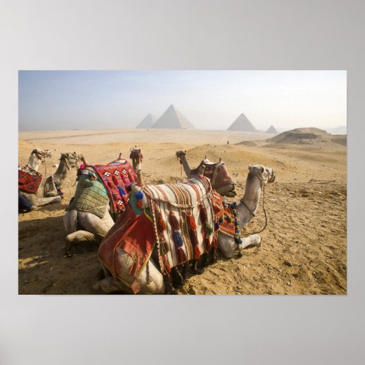 Ägypten, Kairo. Ruderkamele Poster (Vorne)