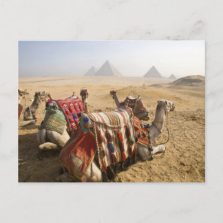 Ägypten, Kairo. Ruderkamele Postkarte