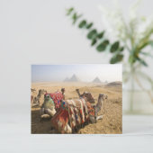 Ägypten, Kairo. Ruderkamele Postkarte (Stehend Vorderseite)