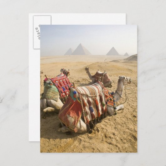Ägypten, Kairo. Ruderkamele Postkarte (Vorne/Hinten)