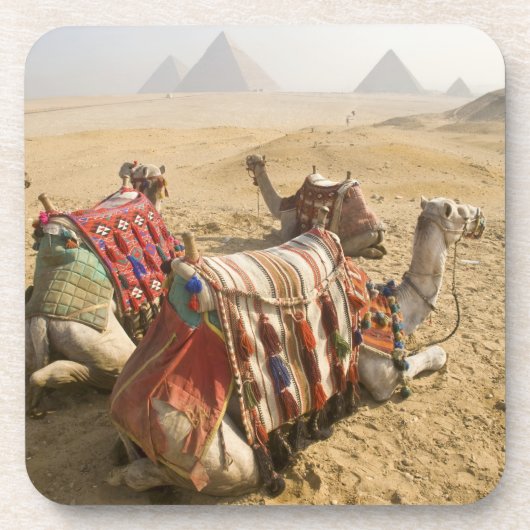 Ägypten, Kairo. Ruderkamele Untersetzer (Vorderseite)