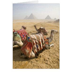 Ägypten, Kairo. Ruhende Kamele