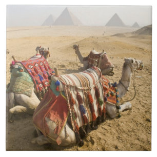 Ägypten, Kairo. Ruhende Kamele Fliese