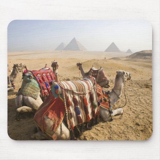 Ägypten, Kairo. Ruhende Kamele Mousepad (Vorne)