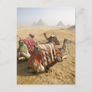 Ägypten, Kairo. Ruhende Kamele Postkarte
