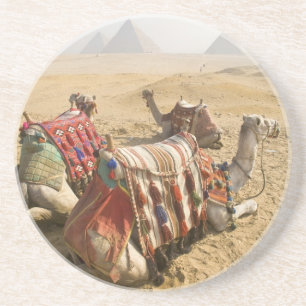 Ägypten, Kairo. Ruhende Kamele Sandstein Untersetzer