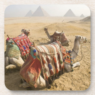 Ägypten, Kairo. Ruhende Kamele Untersetzer