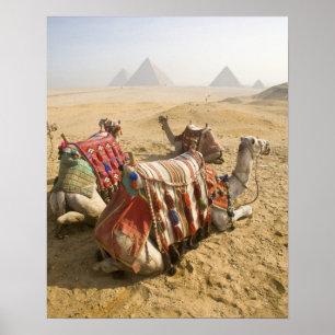 Ägypten, Kairo. Ruhige Kamele blicken über die Poster