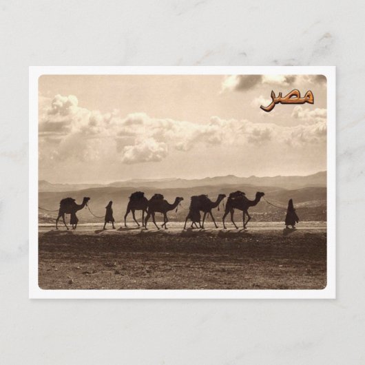 Ägypten - Kamele - Postkarte (Vorderseite)