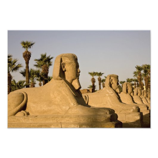 Ägypten, Luxor. Die Sphinxavenue führt Fotodruck (Vorne)