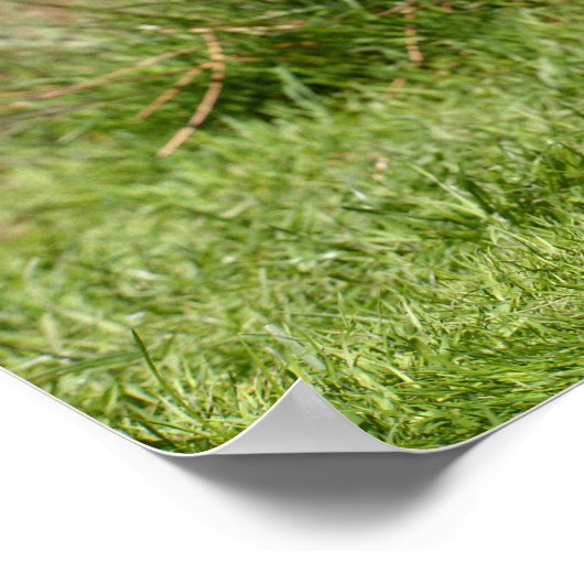 Ägyptische Gans auf Gras Poster (Ecke)