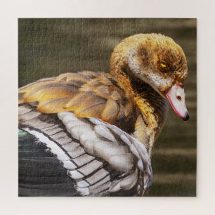 Ägyptische Gans Nahaufnahme Wildlife Vogel Natur K Puzzle