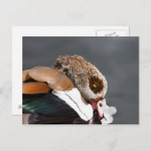 Ägyptische Gans Postkarte (Vorne/Hinten)